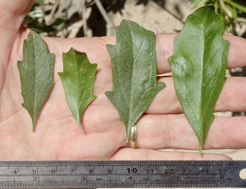 Emory's Baccharis photo 3