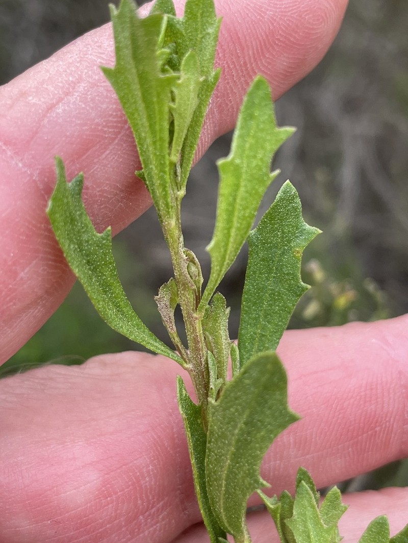 Emory's Baccharis photo 7