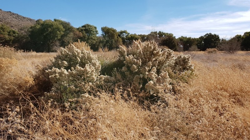 Willow Baccharis photo 3