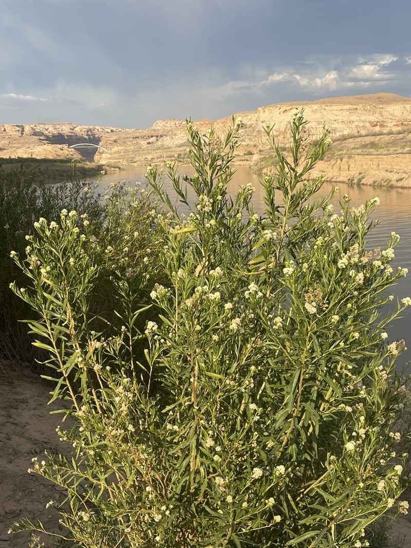 Willow Baccharis photo 4