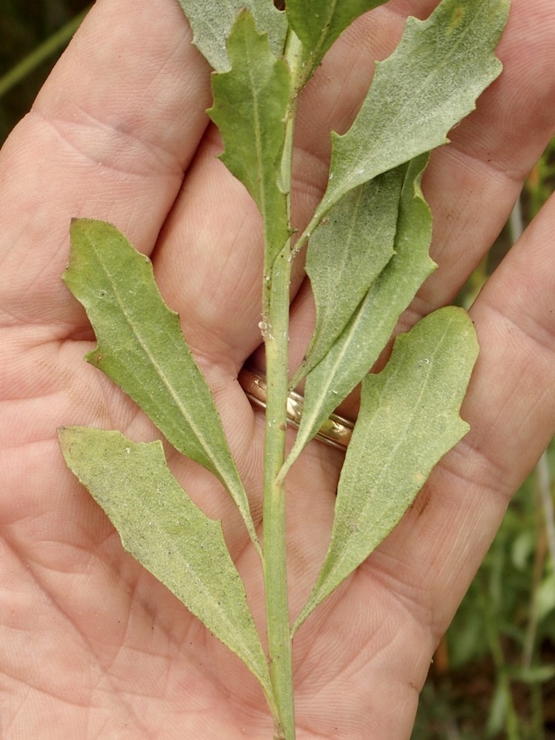 Willow Baccharis photo 5