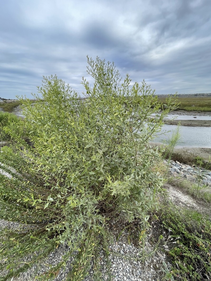 Willow Baccharis photo 7