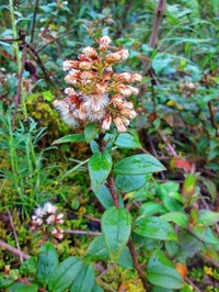 Baccharis saliens