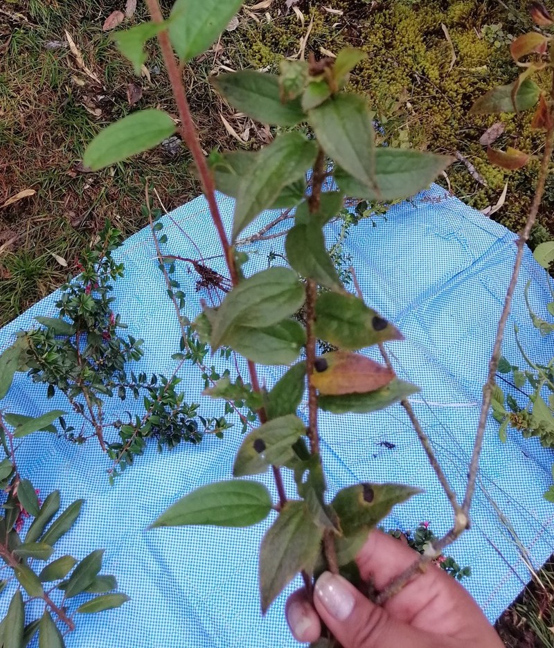 Baccharis saliens photo 2