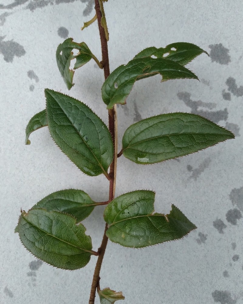 Baccharis saliens photo 3