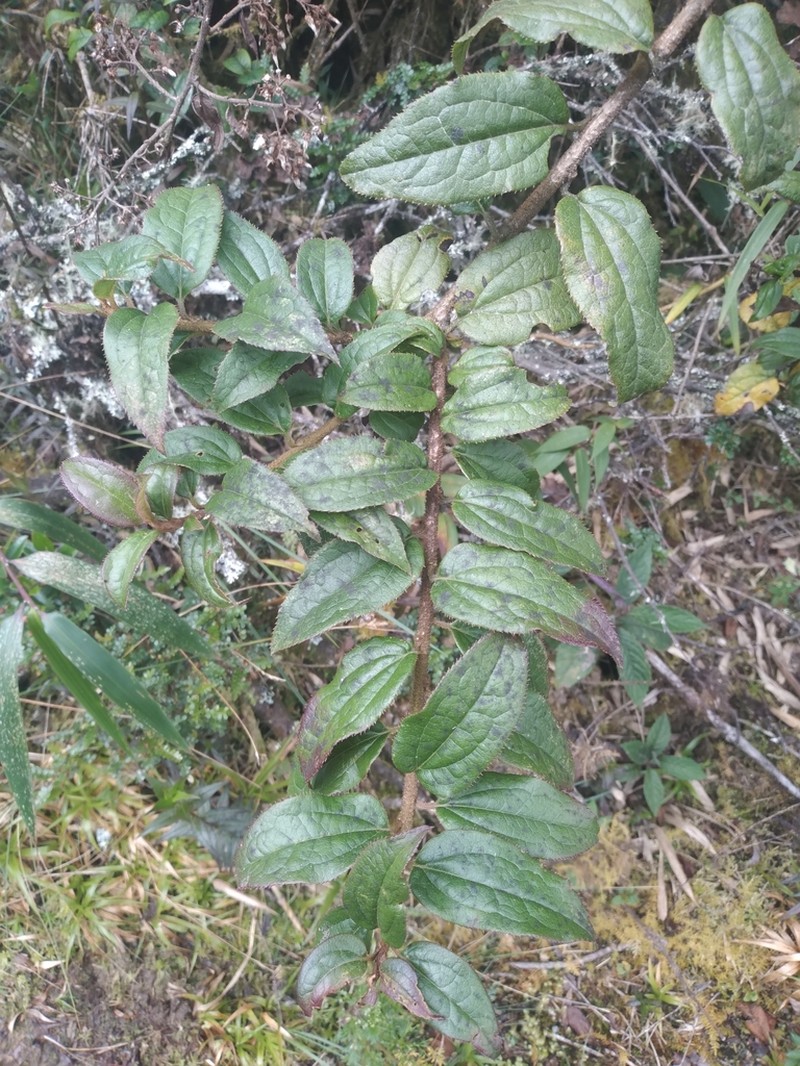 Baccharis saliens photo 4