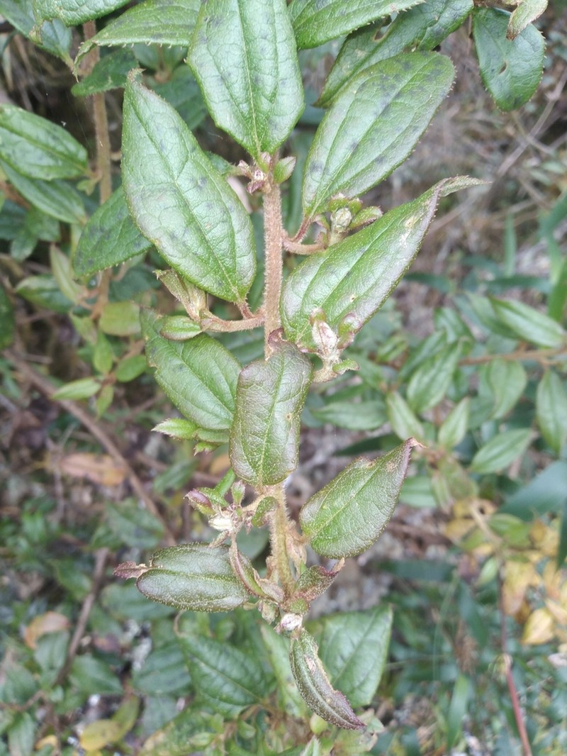 Baccharis saliens photo 5