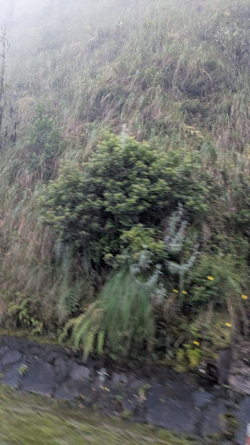 Baccharis saliens photo 6