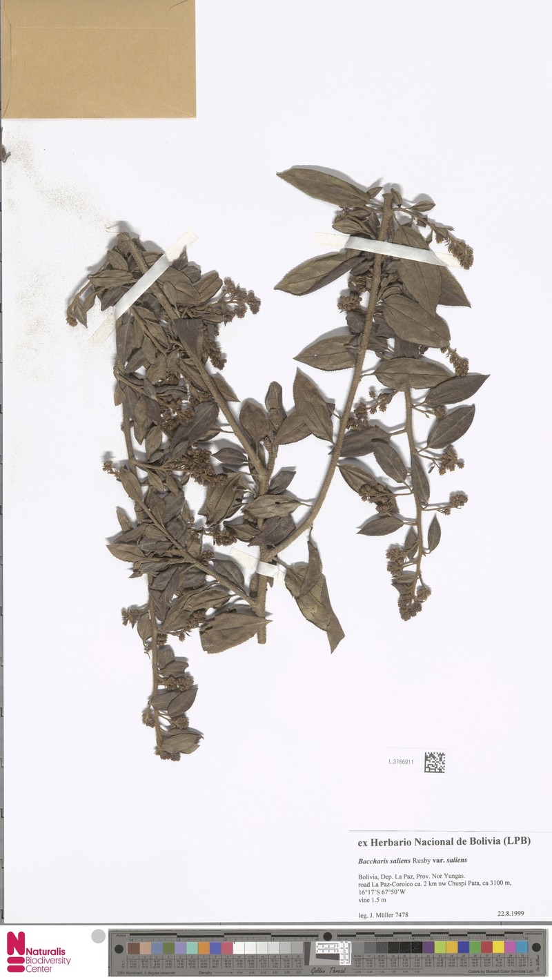 Baccharis saliens var. saliens