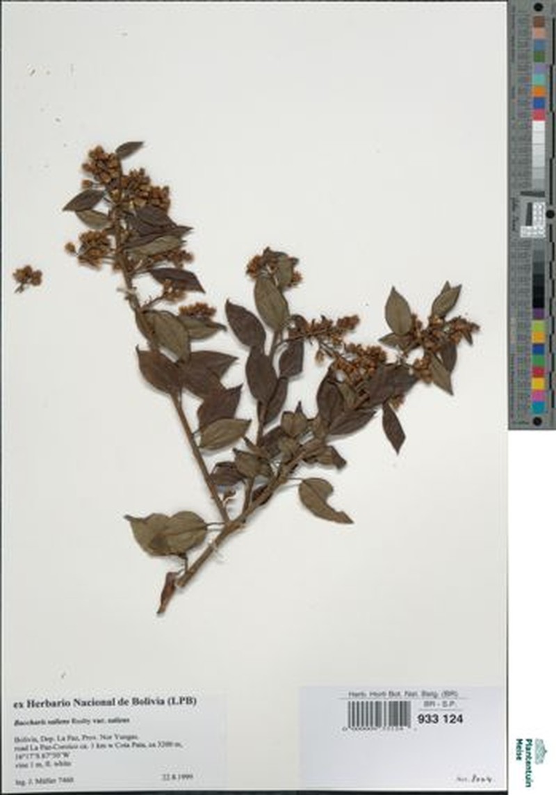 Baccharis saliens var. saliens photo 3