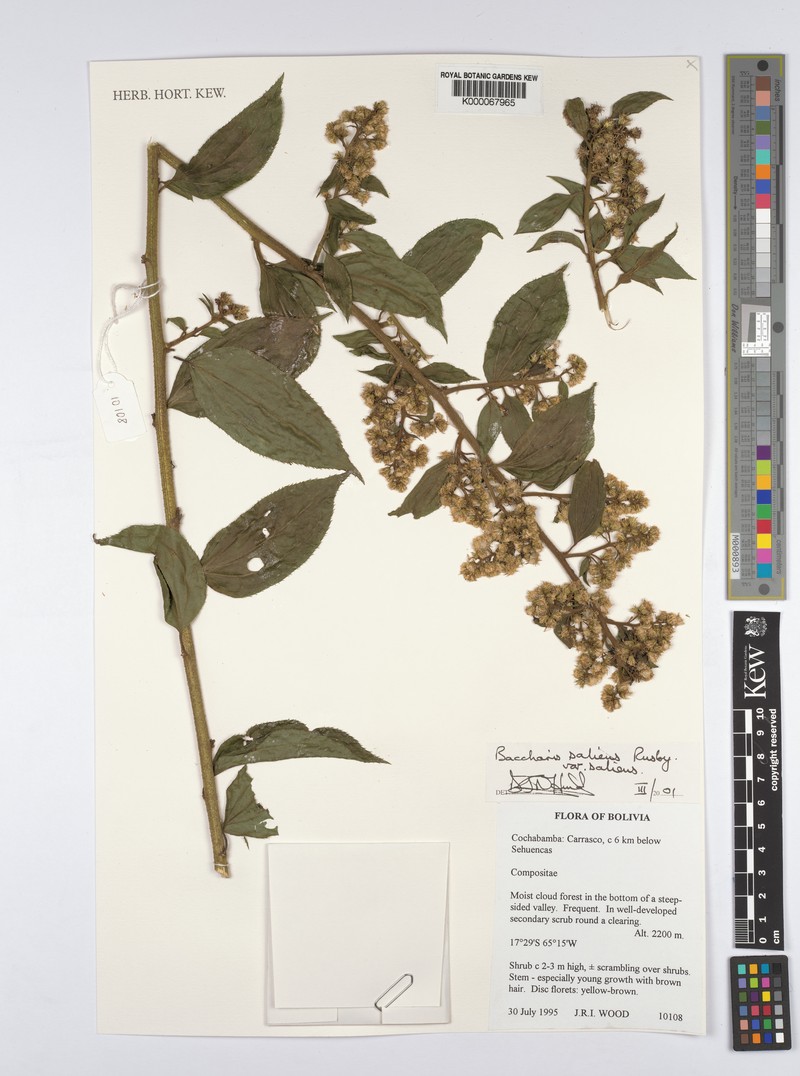 Baccharis saliens var. saliens photo 4