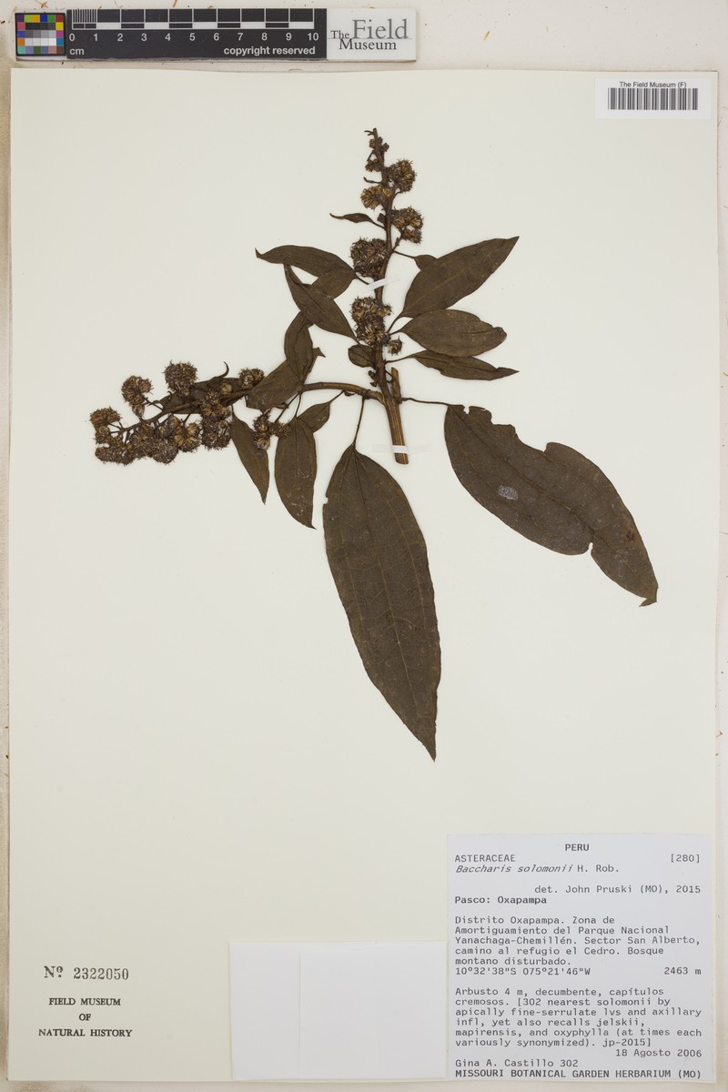 Baccharis saliens var. solomonii