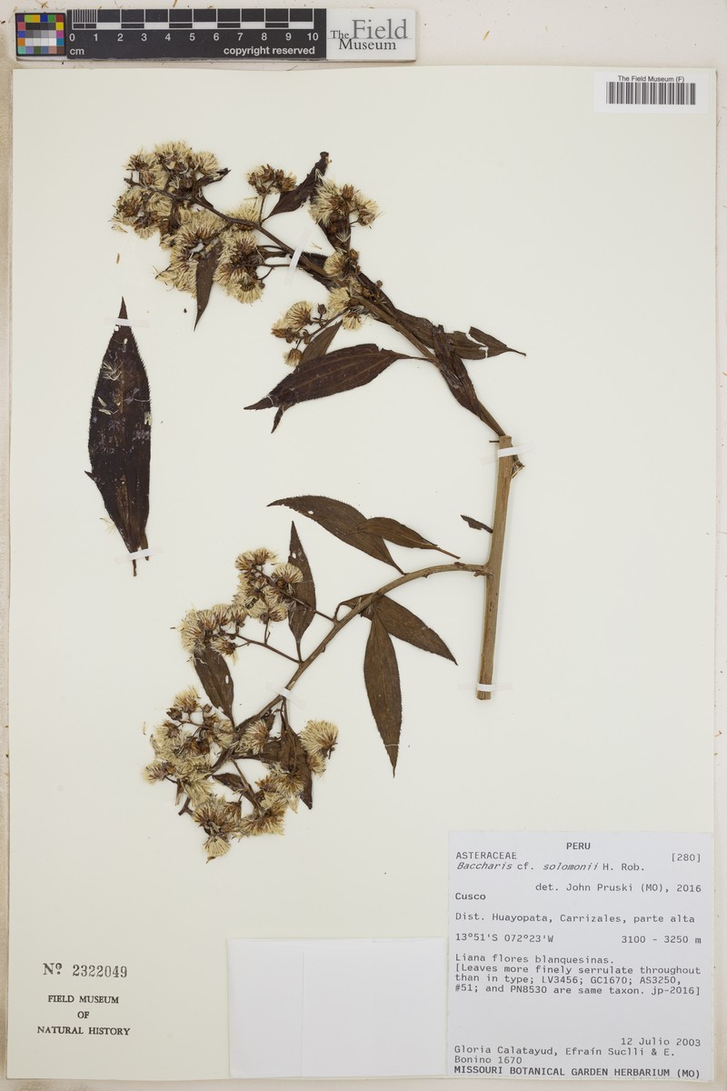 Baccharis saliens var. solomonii photo 2