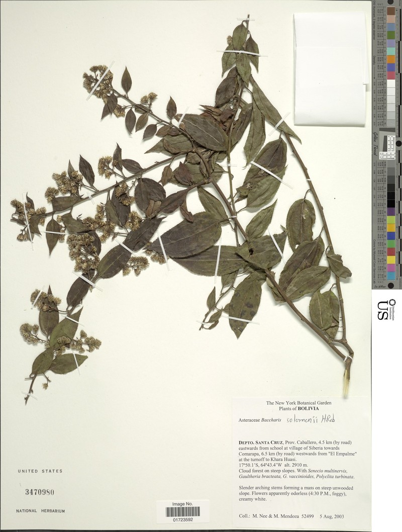 Baccharis saliens var. solomonii photo 3