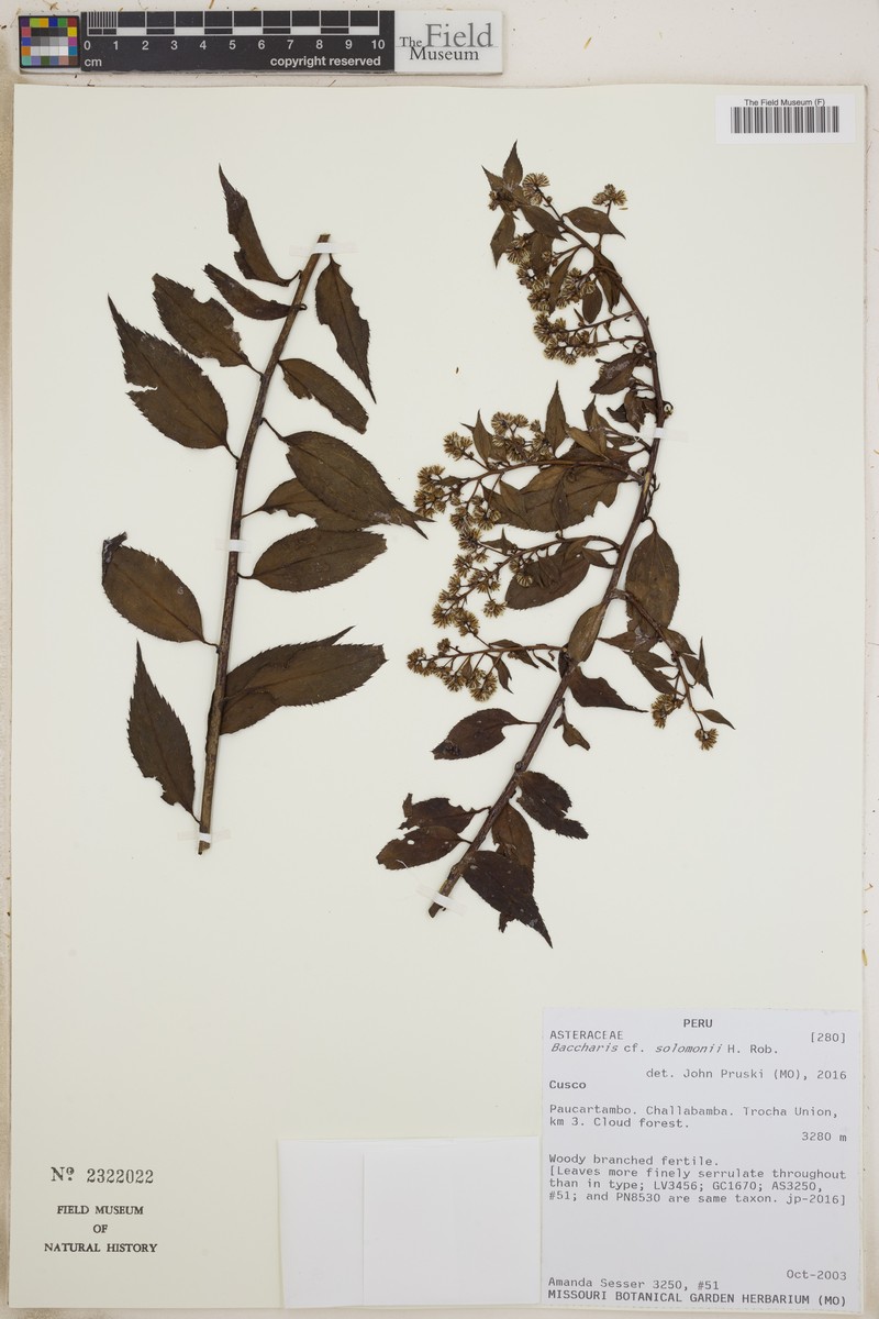 Baccharis saliens var. solomonii photo 4