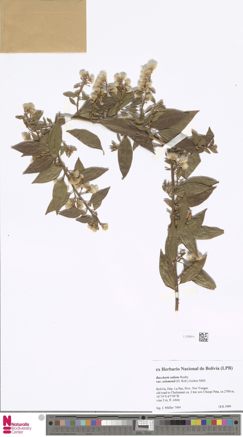 Baccharis saliens var. solomonii photo 5