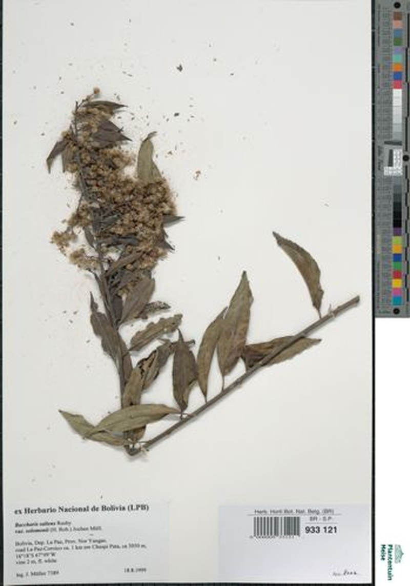 Baccharis saliens var. solomonii photo 6