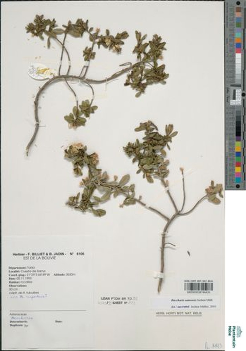 Baccharis samensis