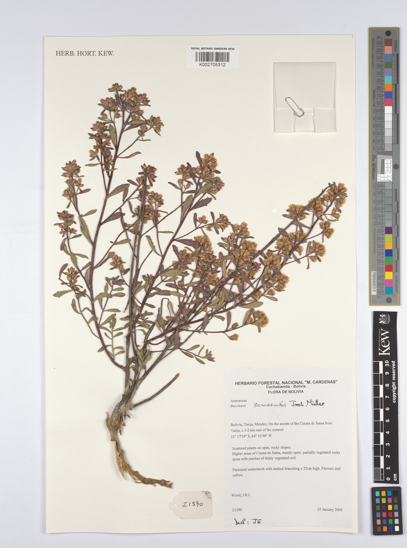 Baccharis samensis photo 2