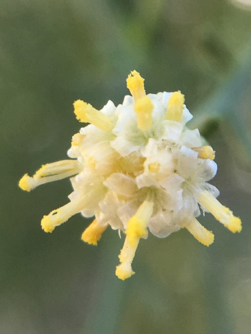 Desertbroom photo 2