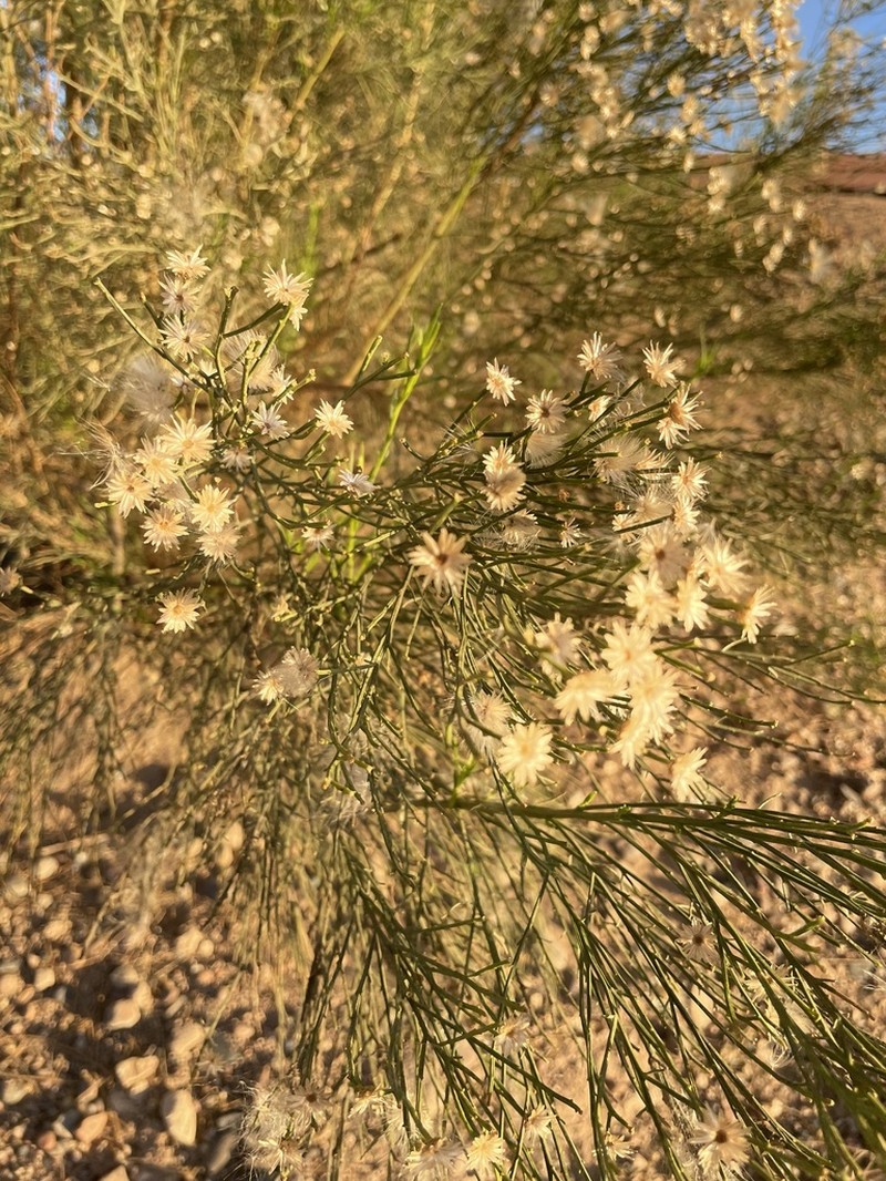 Desertbroom photo 3