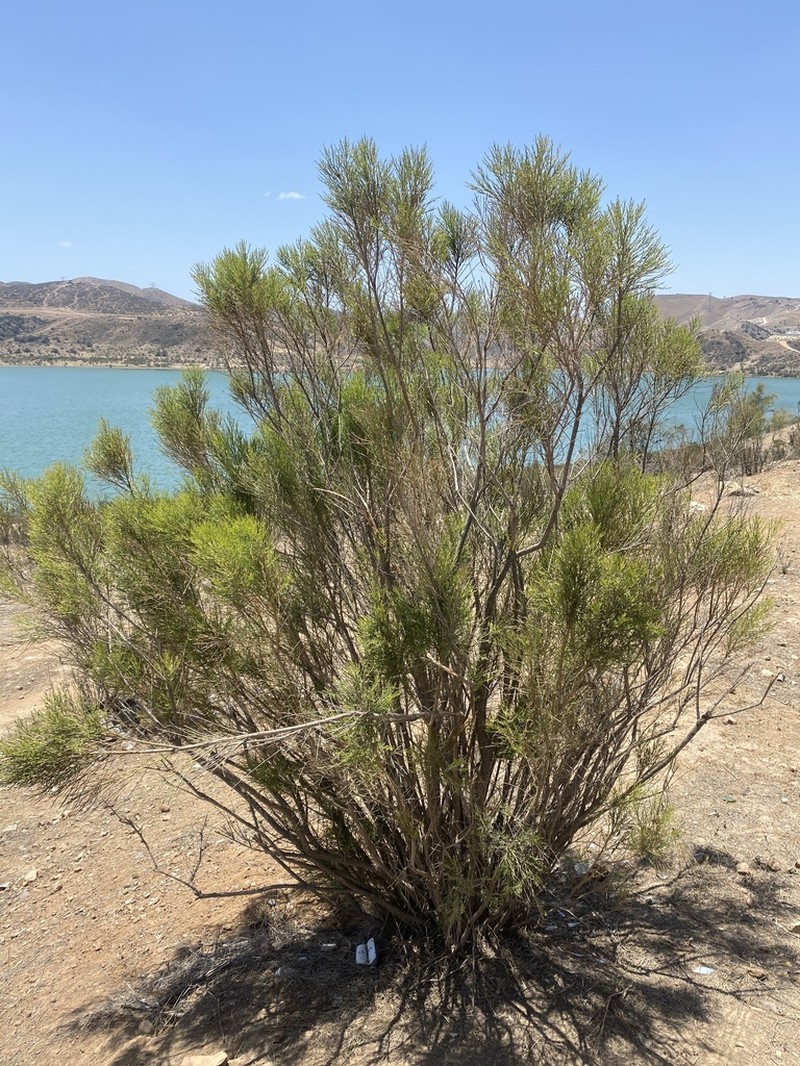 Desertbroom photo 4