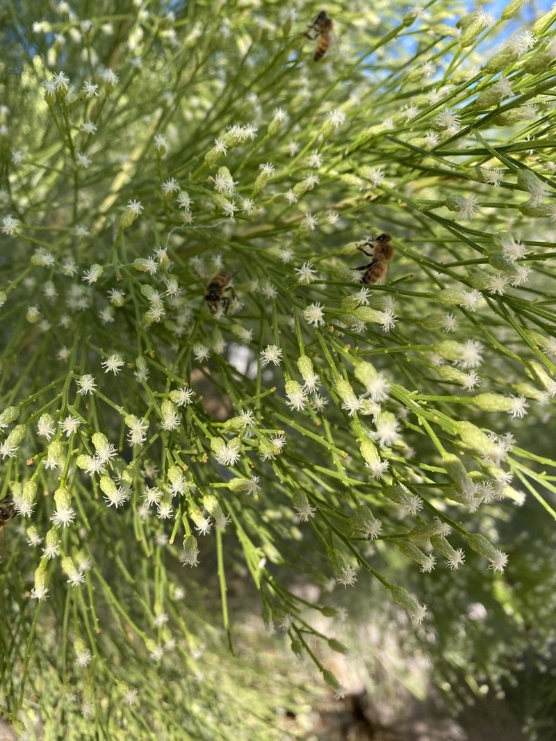 Desertbroom photo 5