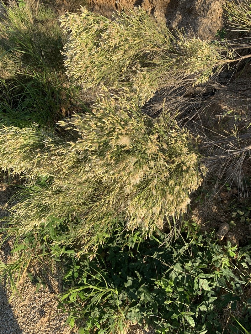 Desertbroom photo 6
