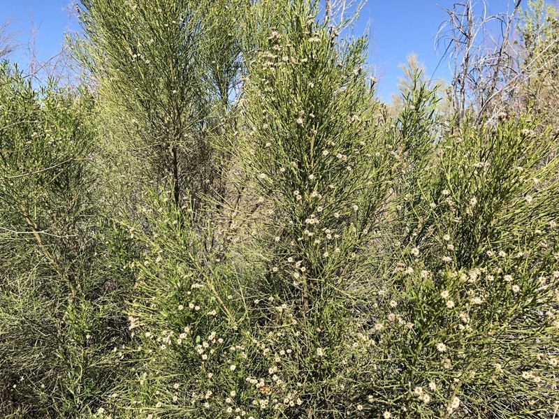 Desertbroom photo 7