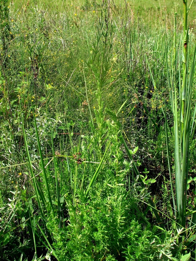 Baccharis scabrifolia