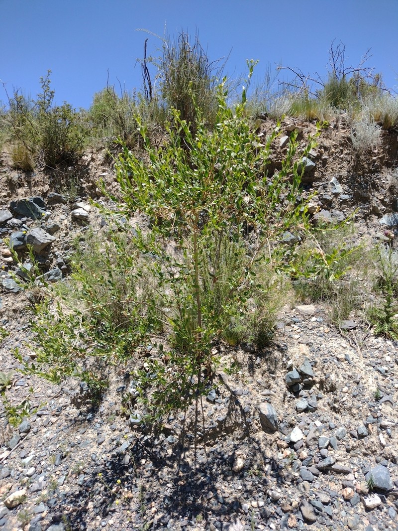 Baccharis scandens