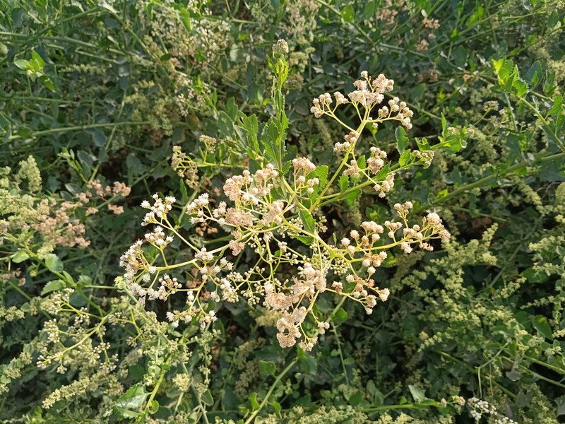 Baccharis scandens photo 2