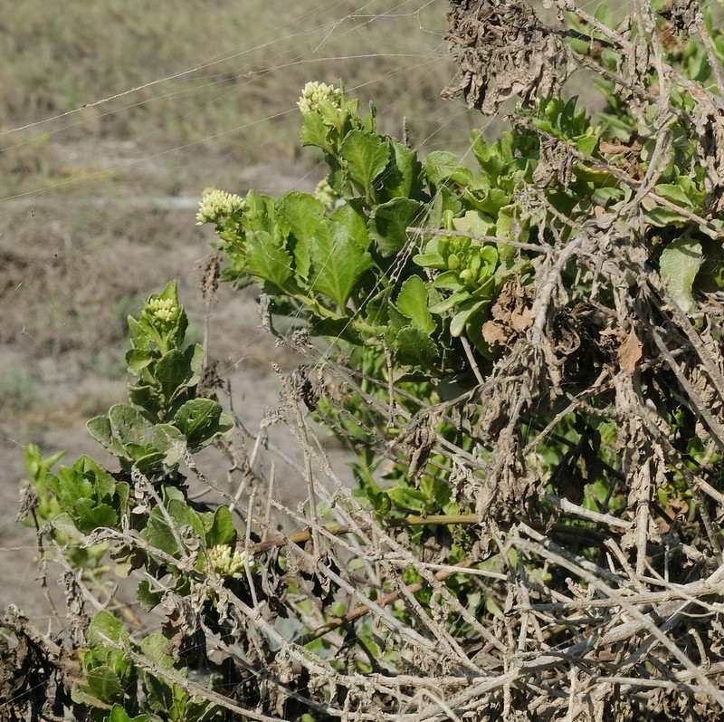 Baccharis scandens photo 3