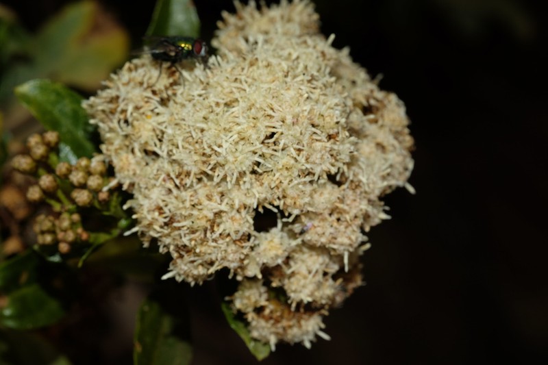 Baccharis scandens photo 4