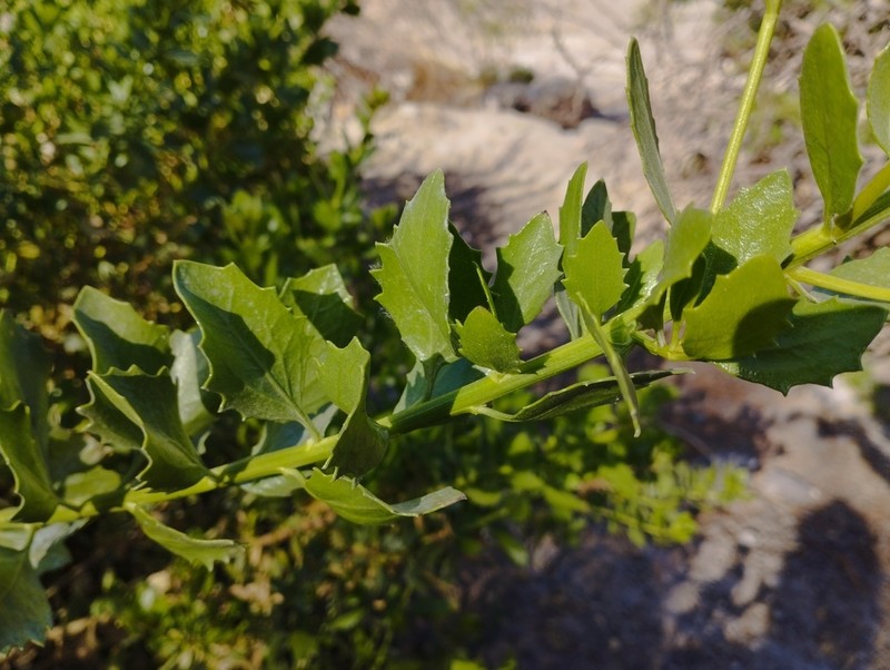 Baccharis scandens photo 5