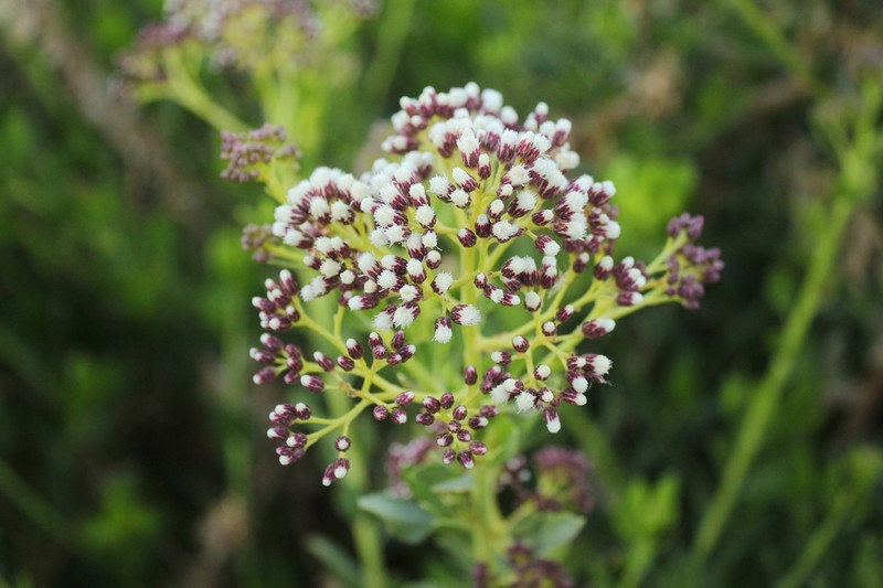 Baccharis scandens photo 6