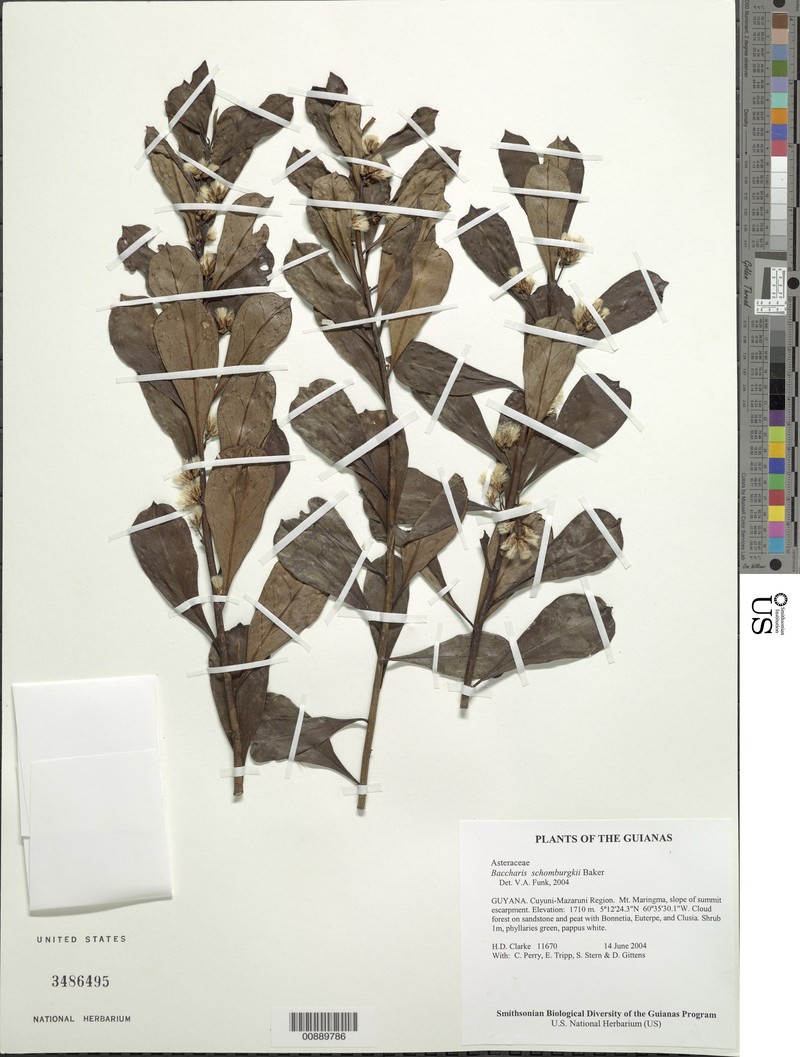 Baccharis schomburgkii