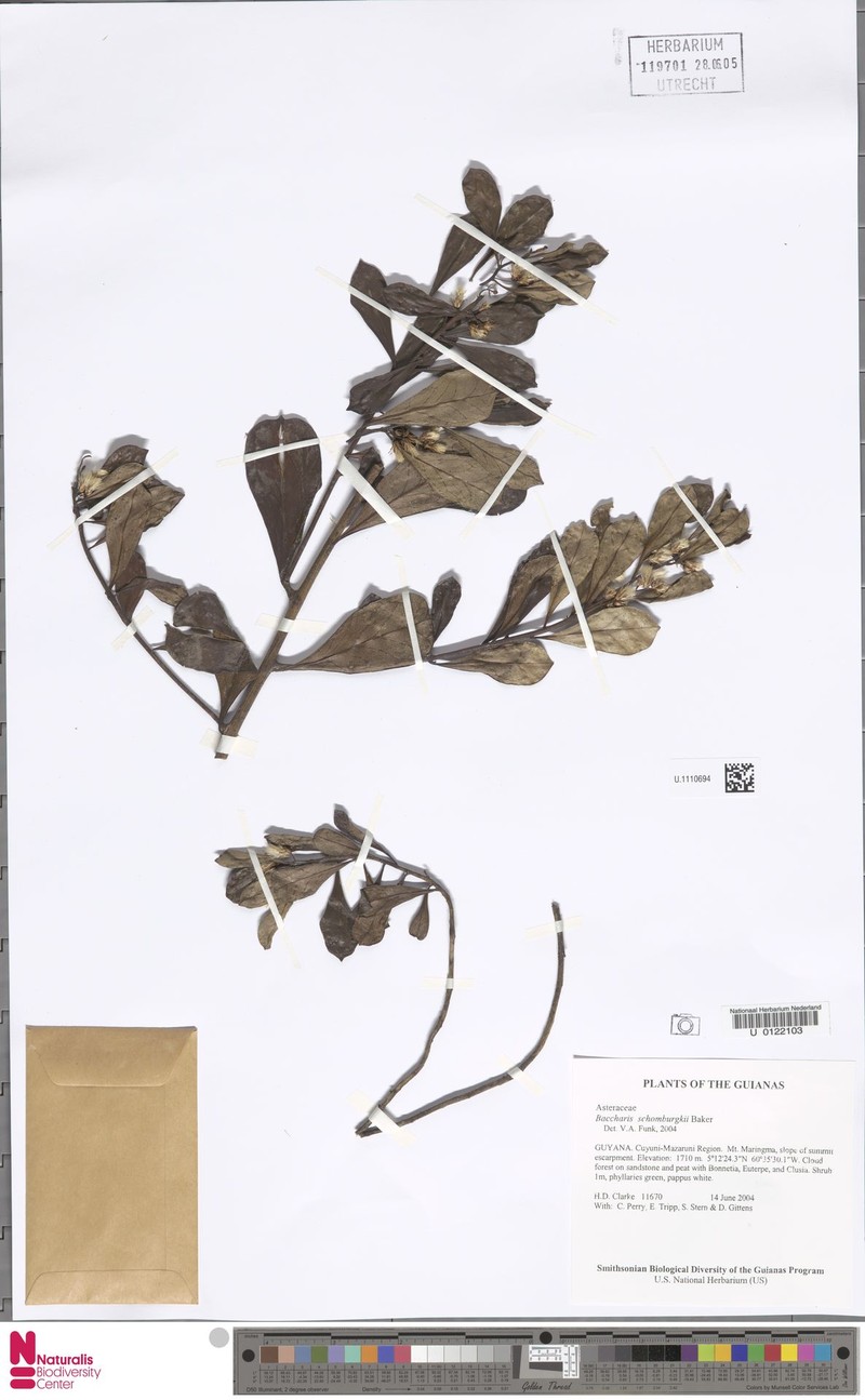 Baccharis schomburgkii photo 2