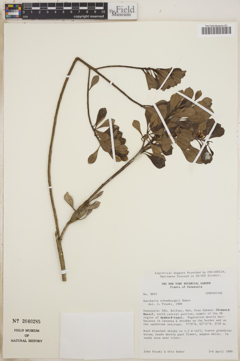 Baccharis schomburgkii photo 3