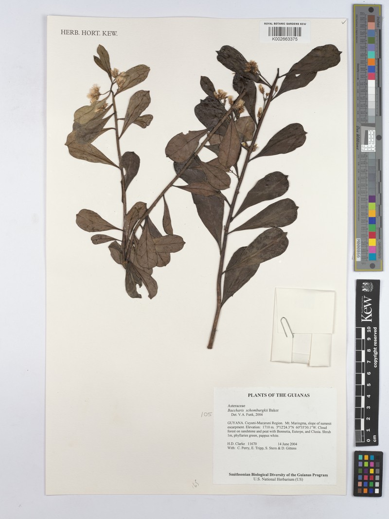 Baccharis schomburgkii photo 4