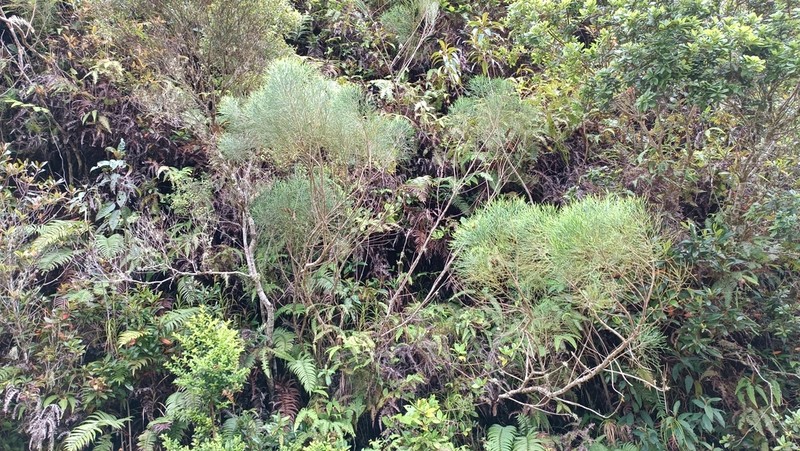 Baccharis scoparia photo 2