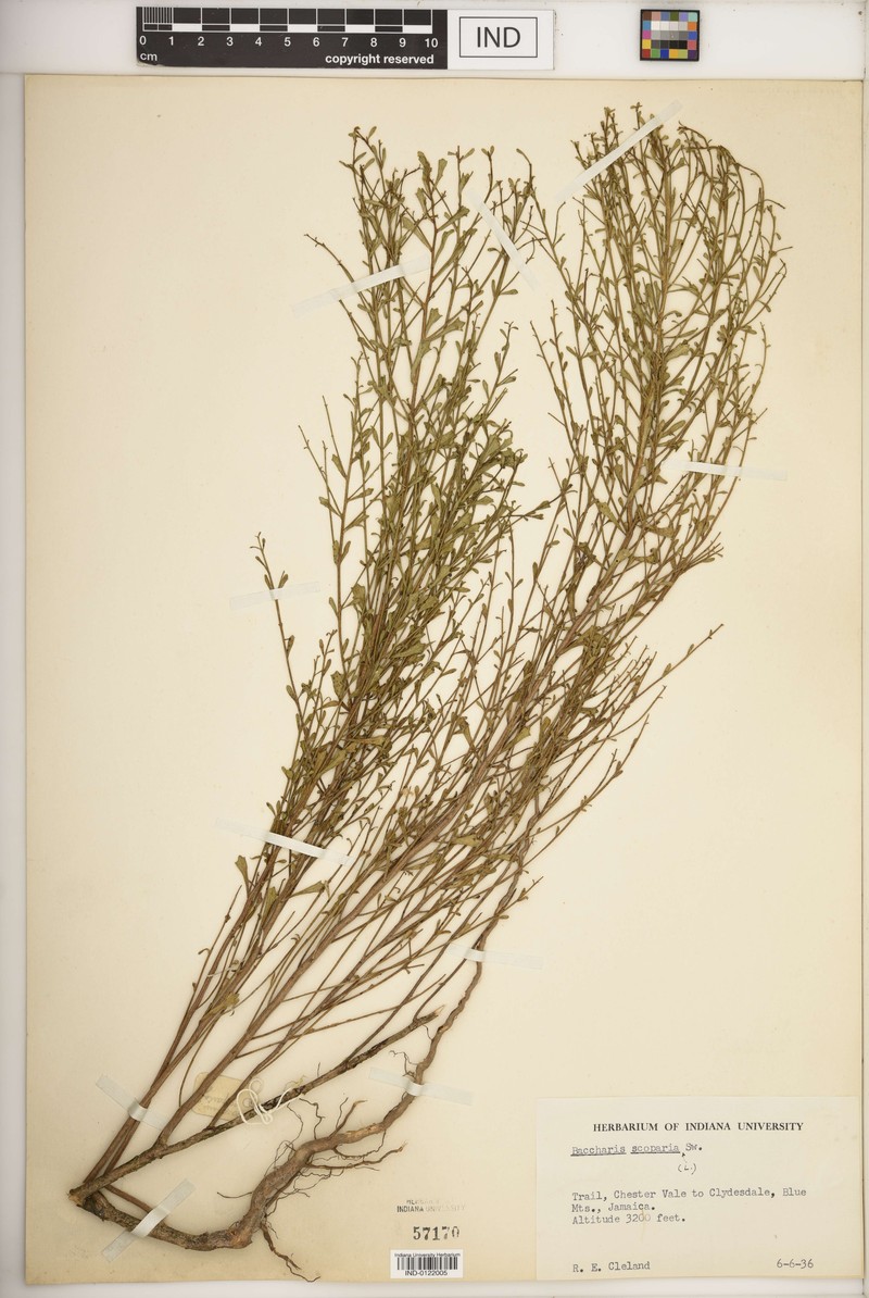 Baccharis scoparia photo 3