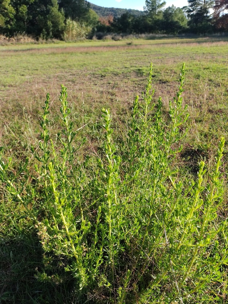 Baccharis scoparia photo 4