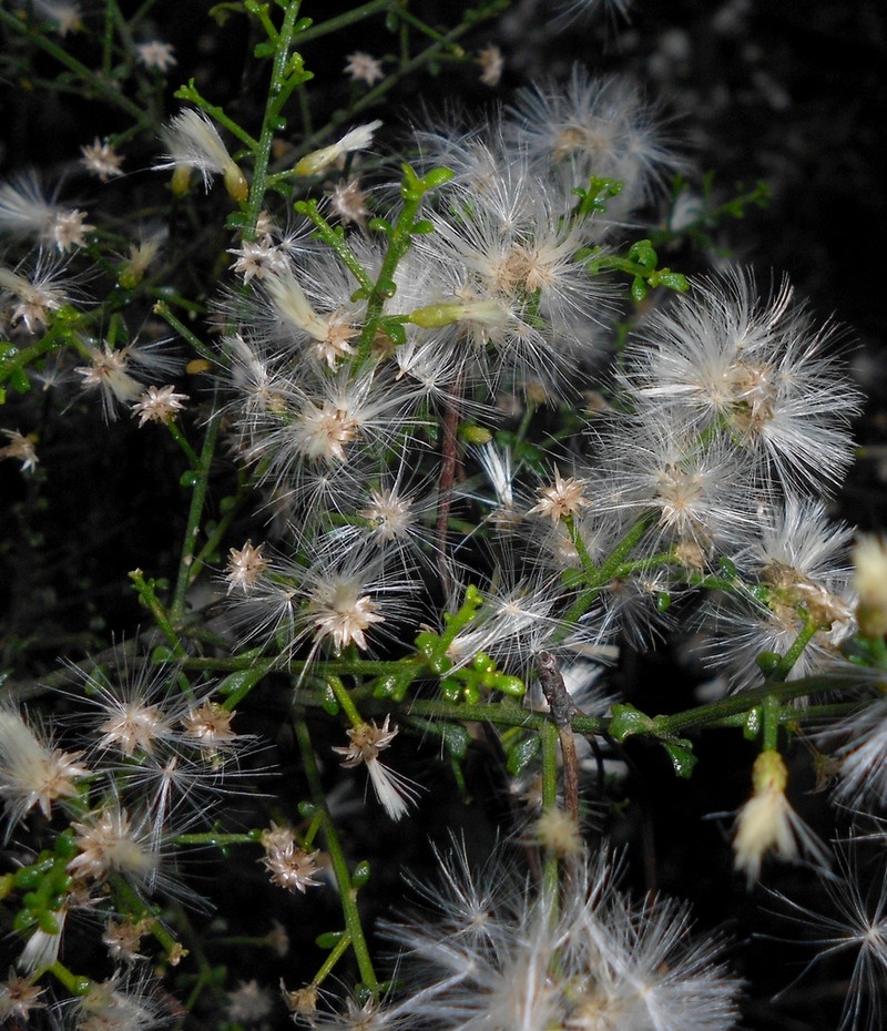 Baccharis scoparioides