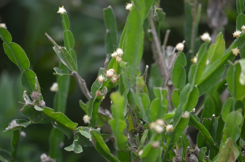 Baccharis scopulorum
