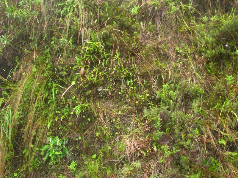Baccharis scopulorum photo 2