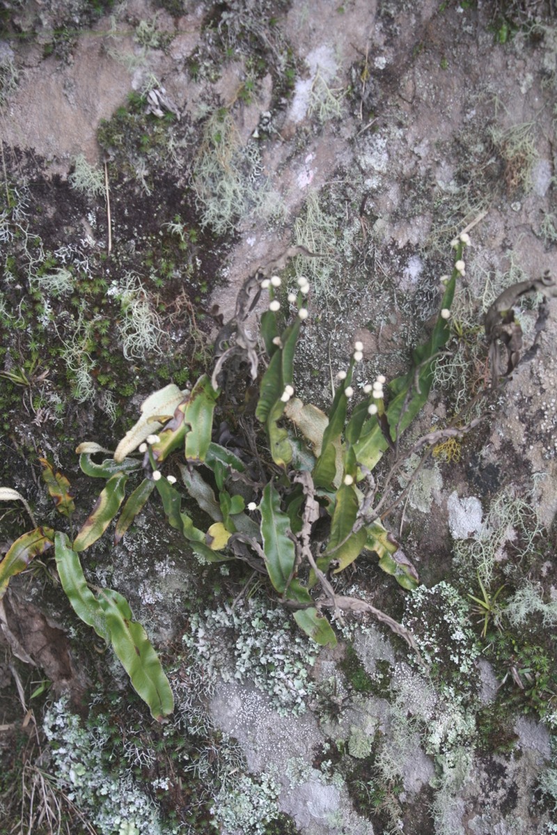 Baccharis scopulorum photo 4