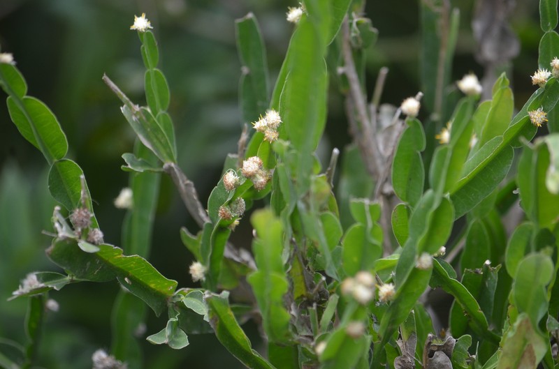 Baccharis scopulorum photo 5