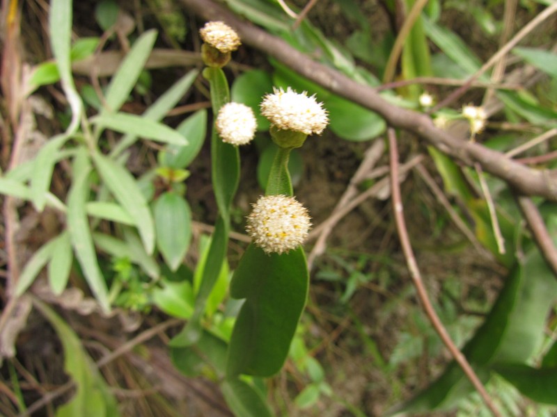 Baccharis scopulorum photo 6