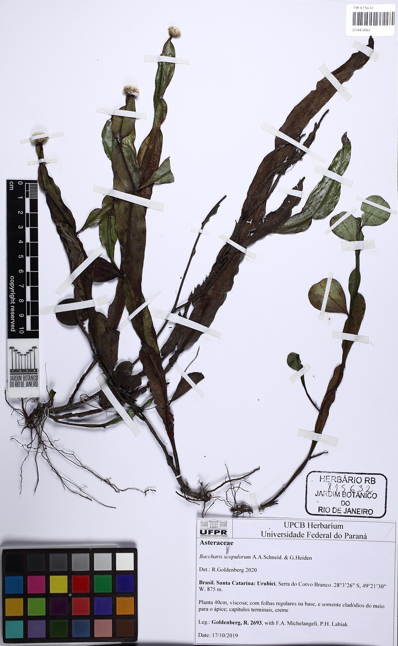 Baccharis scopulorum photo 8